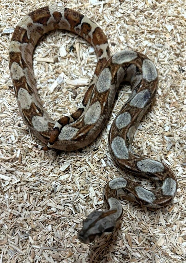 Boa Constrictor Imperator "Mix" NZ 2025