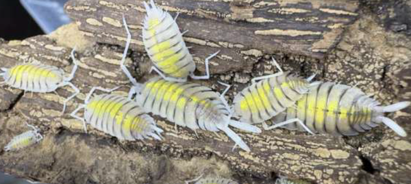 Porcellio Bolivari Asseln 12 Stk