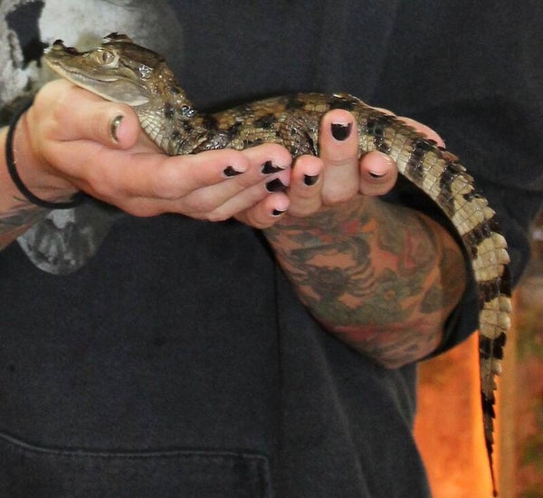 Brillenkaiman NZ 2025