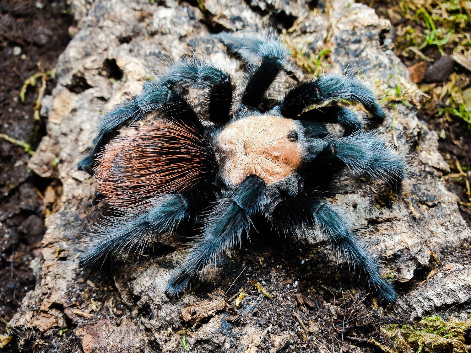 Brachypelma Albiceps Ca.2,5cm KL