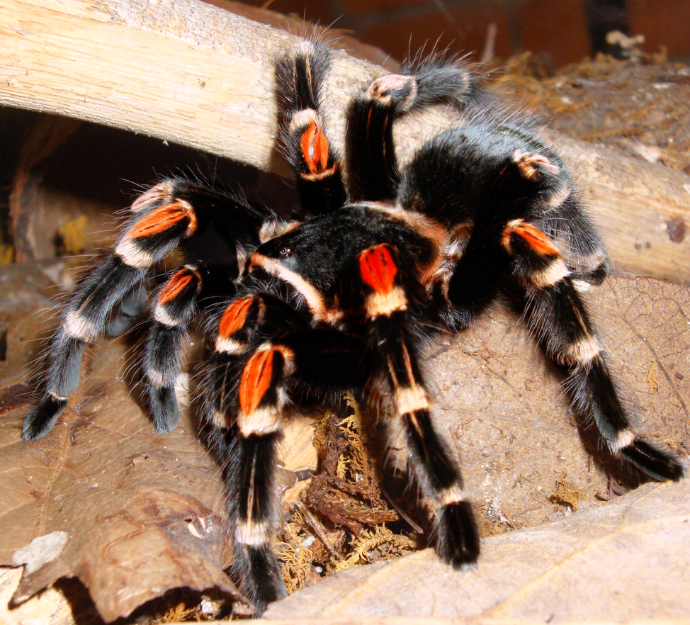 Brachypelma Auratum Ca.1cm KL