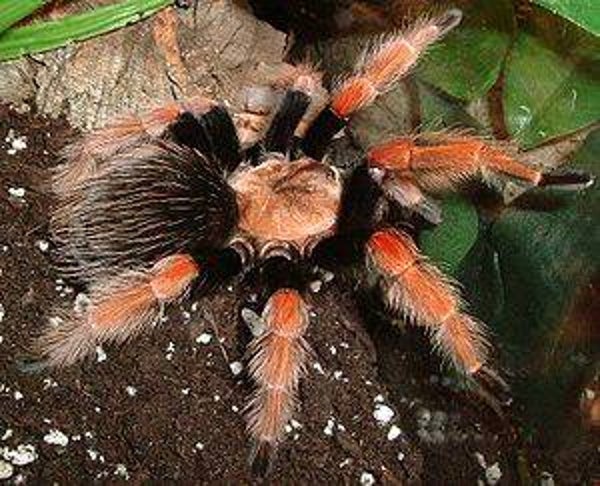 Brachypelma Böhmei Ca.5cm KL