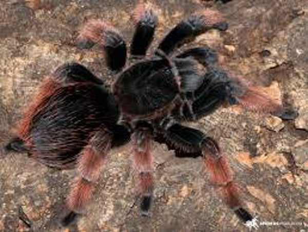 Brachypelma Klassi Ca.3cm KL
