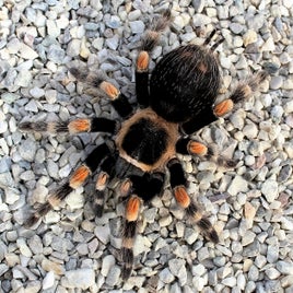 brachypelma-smithi-standard.jpg