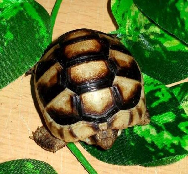 Breitrand Landschildkröte (TM) NZ 2025