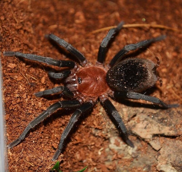 Bumba Horrida Ca.4,5cm KL