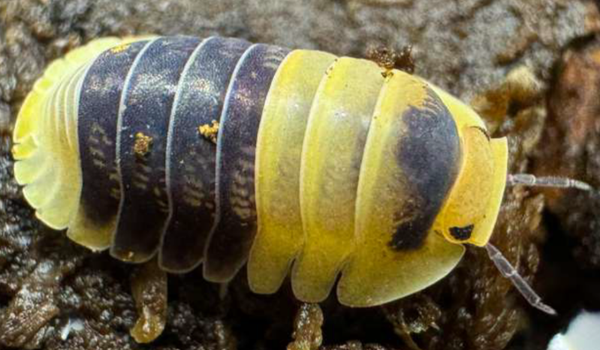 Cubaris Sp. Bumble Bee Asseln 12 Stk