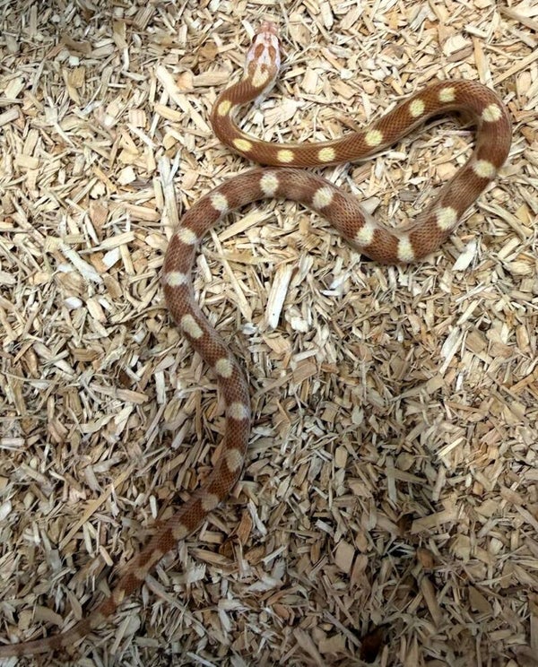 Kornnatter "Butter Motley" NZ 2025