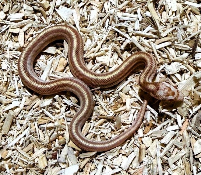 Kornnatter "Butter Striped" NZ 2025