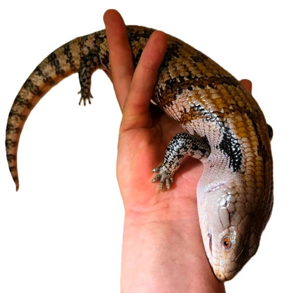 Blauzungenskink NZ 2024