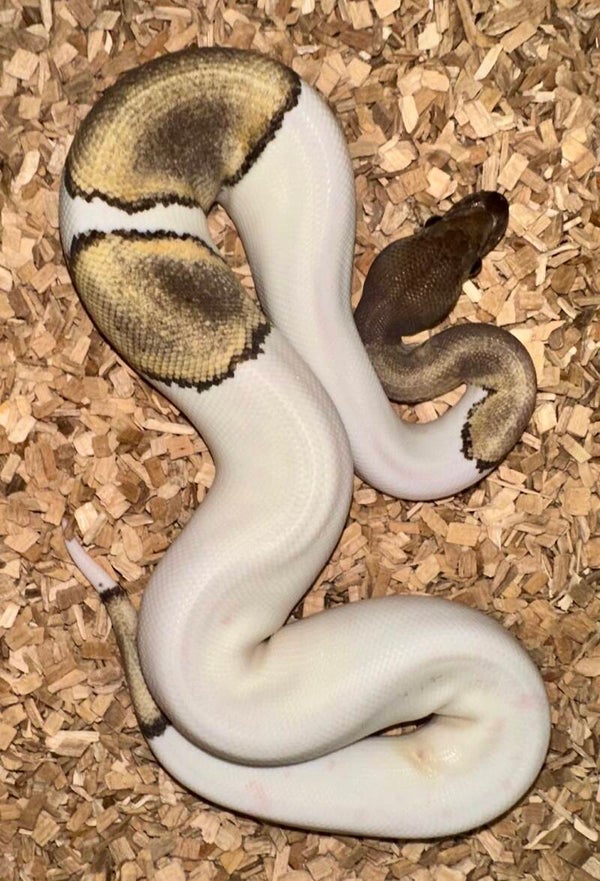 Königspython "Black Pastel Piebald" NZ 2024