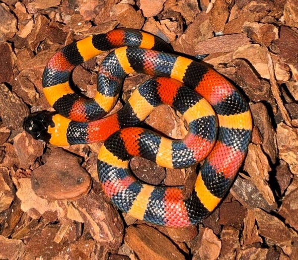 Königsnatter "Campbelli Apricot" NZ 2026