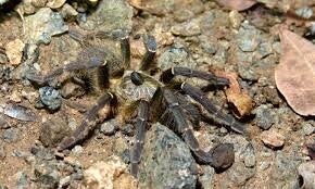 Ceratogyrus Darlingi Ca.4cm KL