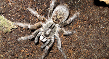 Ceratogyrus Marshalli Ca.1,5cm KL