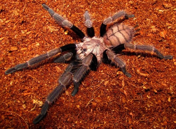 Chilobrachys Fimbriatus Ca.3,5cm KL