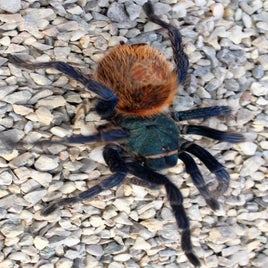 chromatopelma-standard.jpg