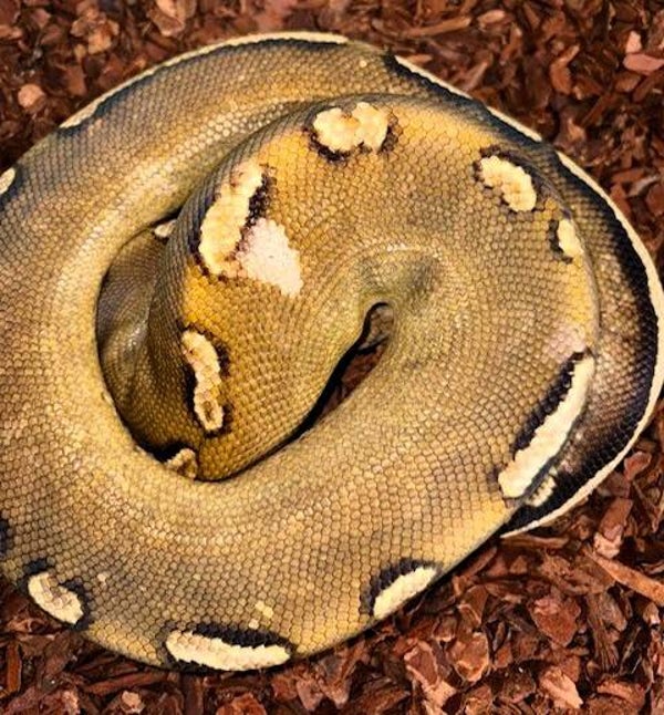 Königspython "Cinnamon GHI Vanilla Yellowbelly" NZ 2021