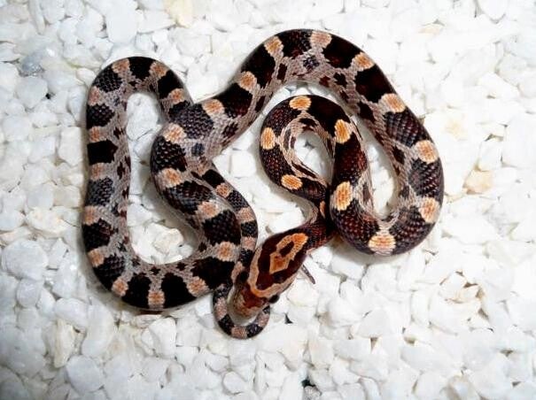 Kornnatter "Classic" NZ 2025