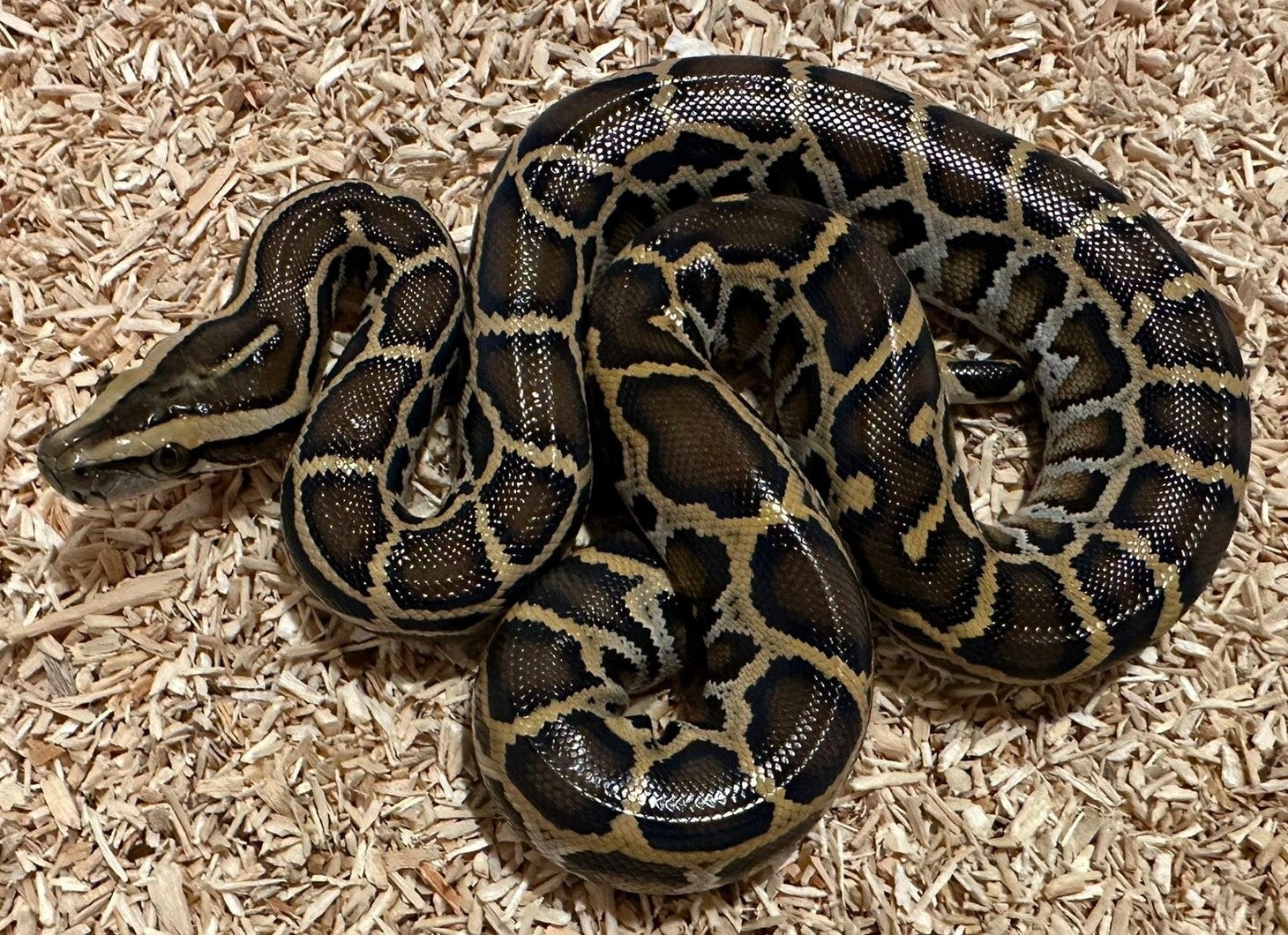 Tigerpython "Classic Het. Albino" NZ 2025