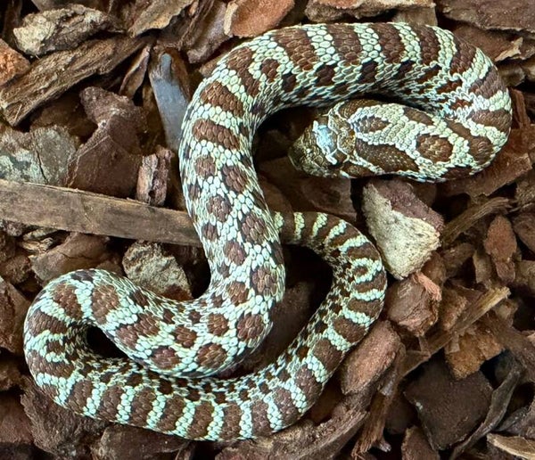 Hakennasennatter "Classic Het Albino" NZ 2026