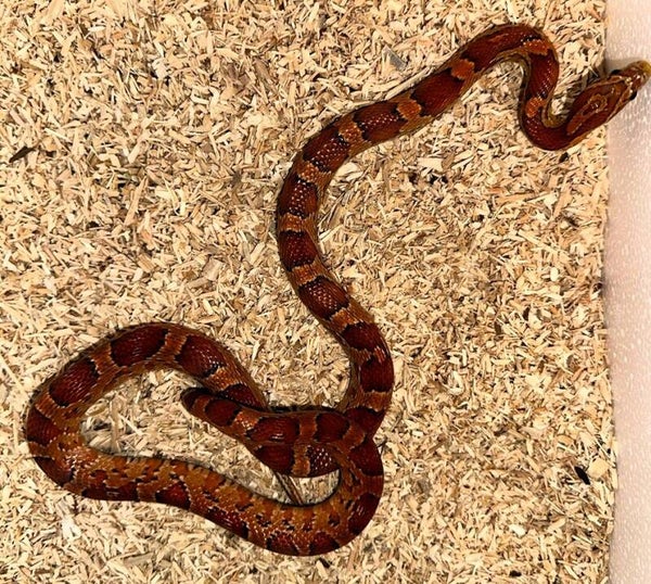 Kornnatter "Classic" NZ 2024