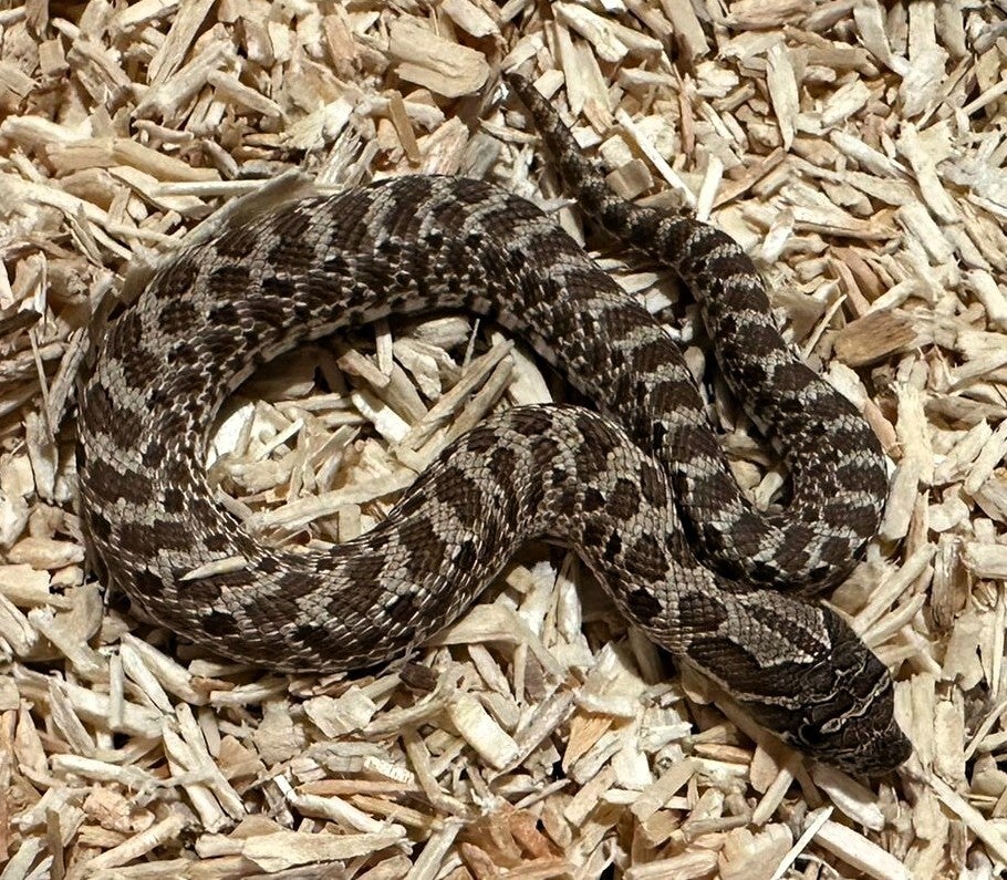 Hakennasennatter "Classic Het. Albino" NZ 2025