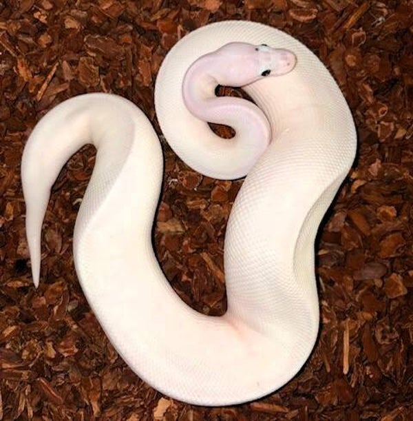 Königspython "Coconut Piebald" NZ 2025