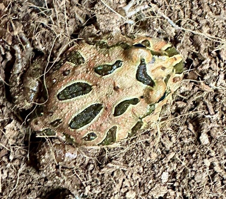 Schmuckhornfrosch "Coffee" Mittel