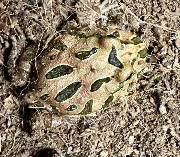 Schmuckhornfrosch "Coffee" Mittel