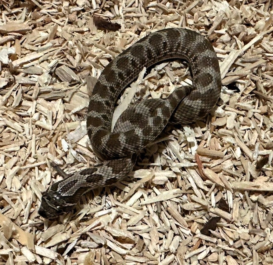 Hakennasennatter "Conda Het. Albino" NZ 2025