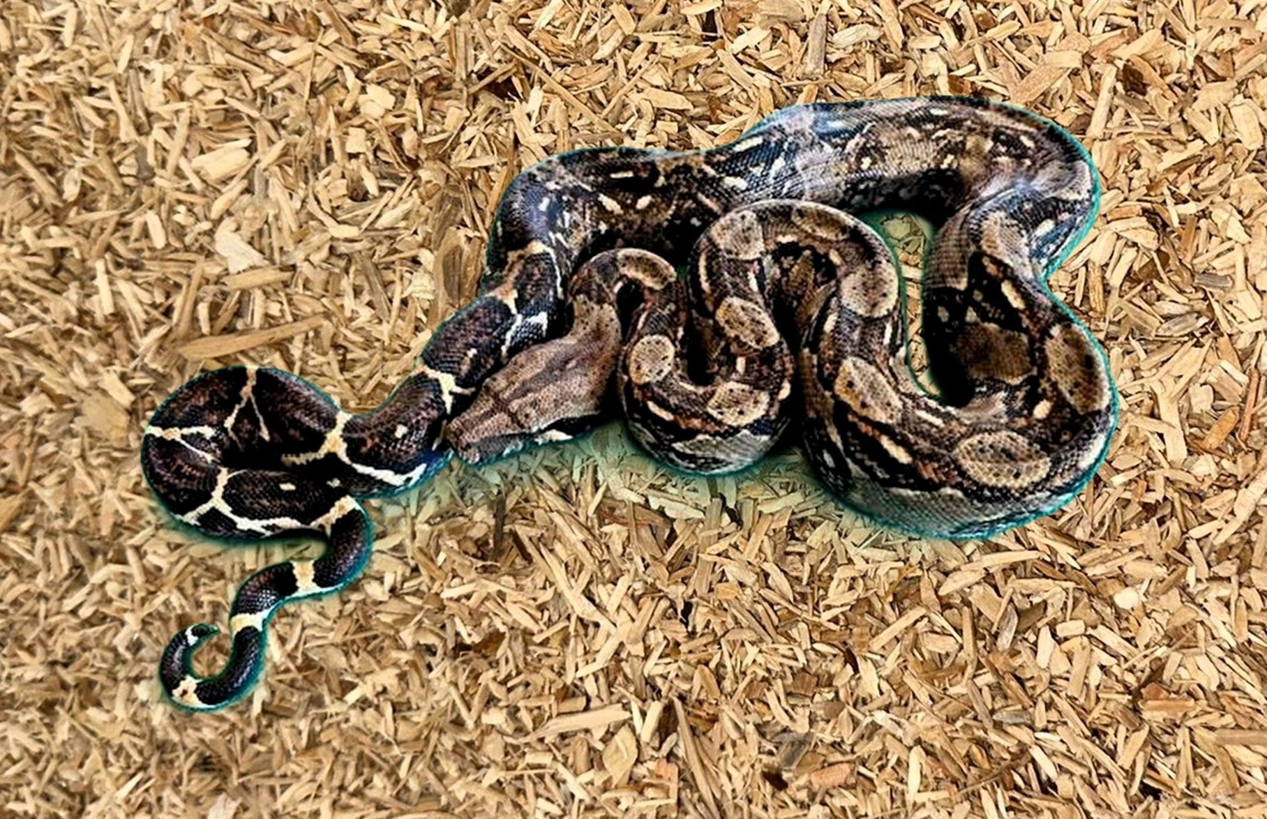 Boa Constrictor Imperator "Costa Rica" NZ 2025