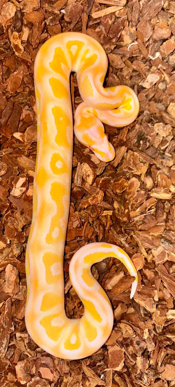 Königspython "Albino Clown“ NZ 2026