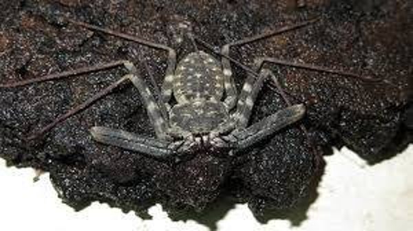 Geißelspinne Subadult