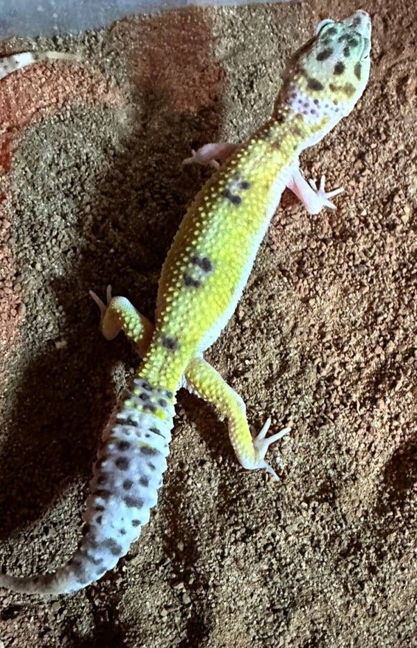 Leopardgecko "Designer" NZ 2024