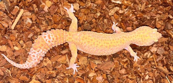 Leopardgecko "Designer" NZ 2023