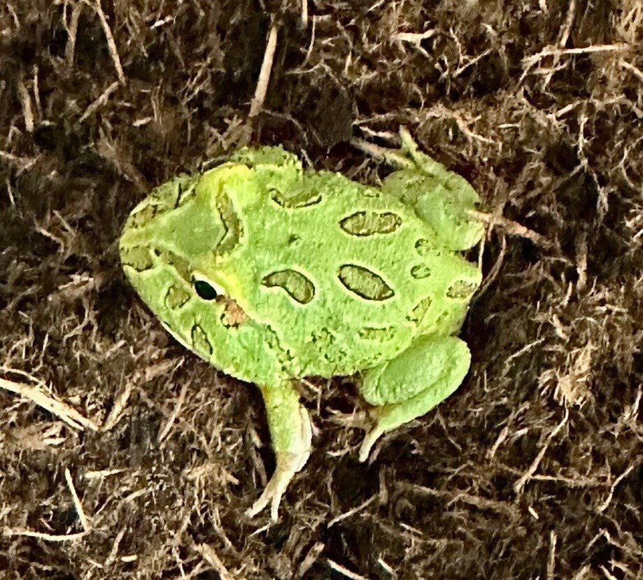 Schmuckhornfrosch "Fantasy" Mittel