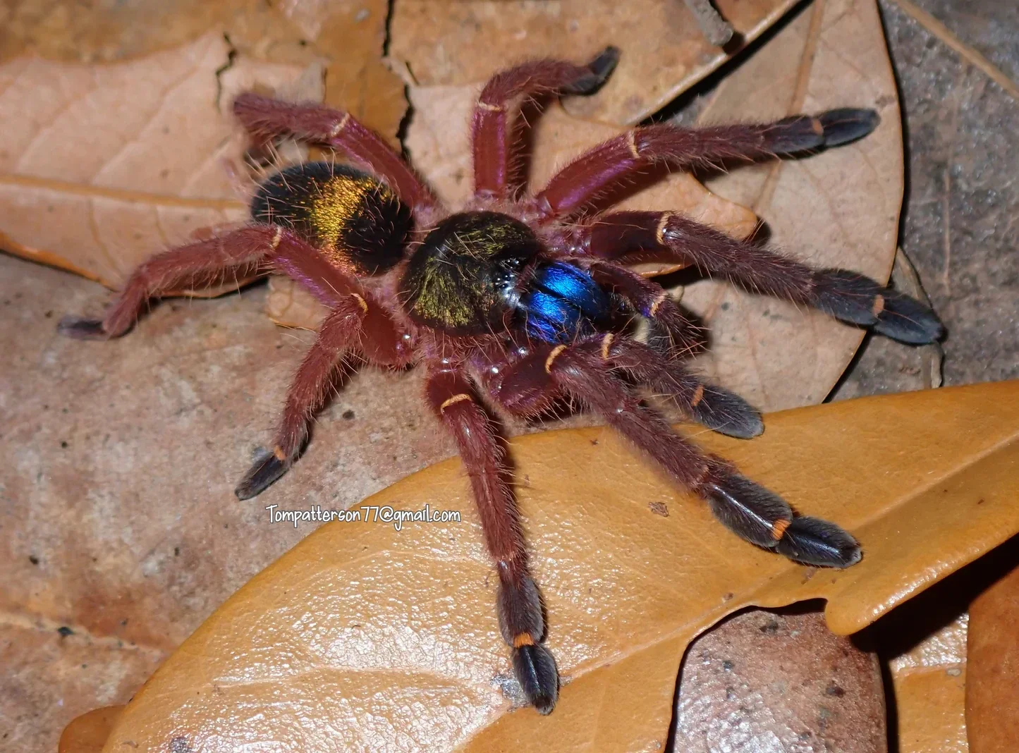 Ephebopus Cyanognathus Ca.3cm KL