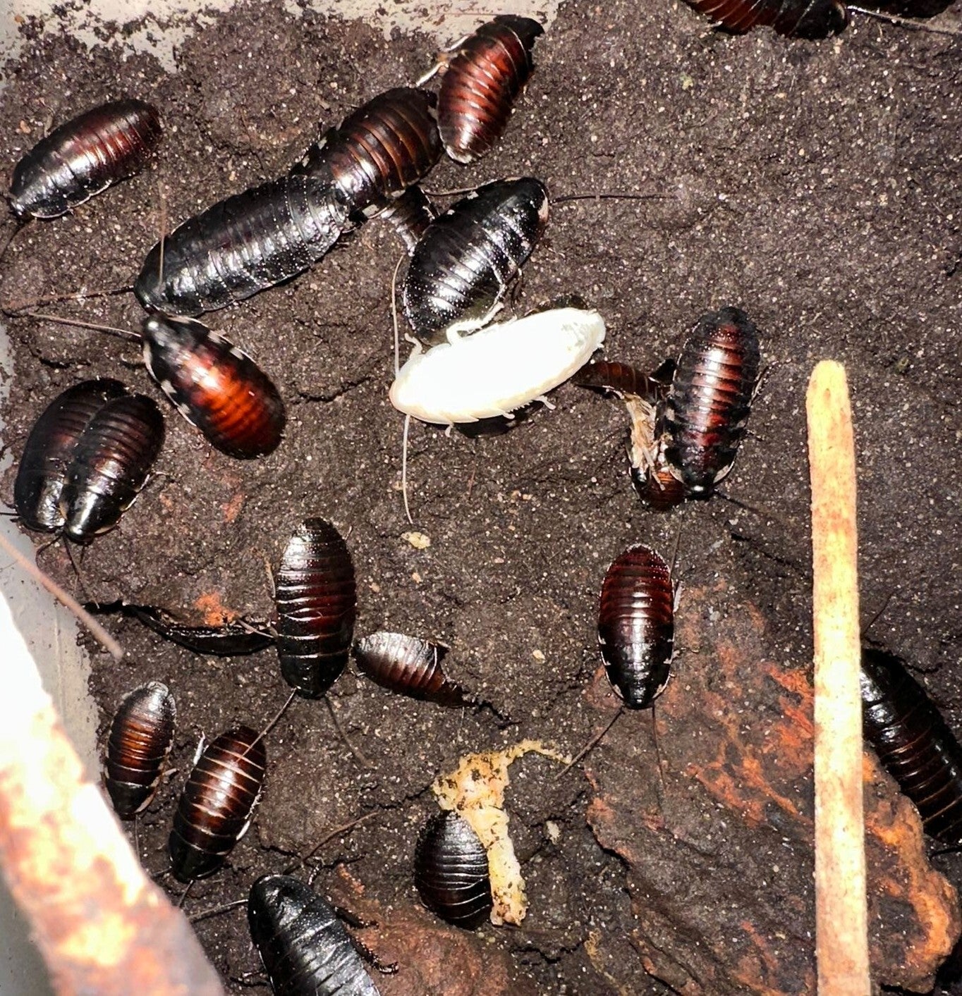 Madagaskar Fauchschaben Mix 5 Stk