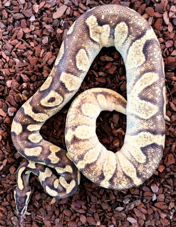 Königspython "Fire Mojave GHI Pastel" NZ 2022