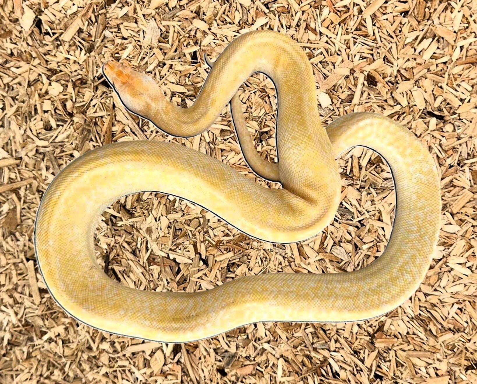 Tigerpython "Granit Albino" NZ 2025