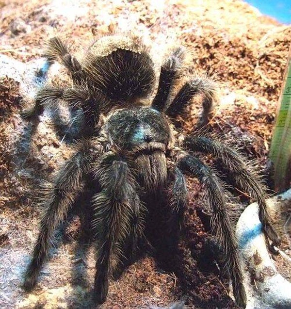 Grammostola Grossa Ca.3,5cm KL