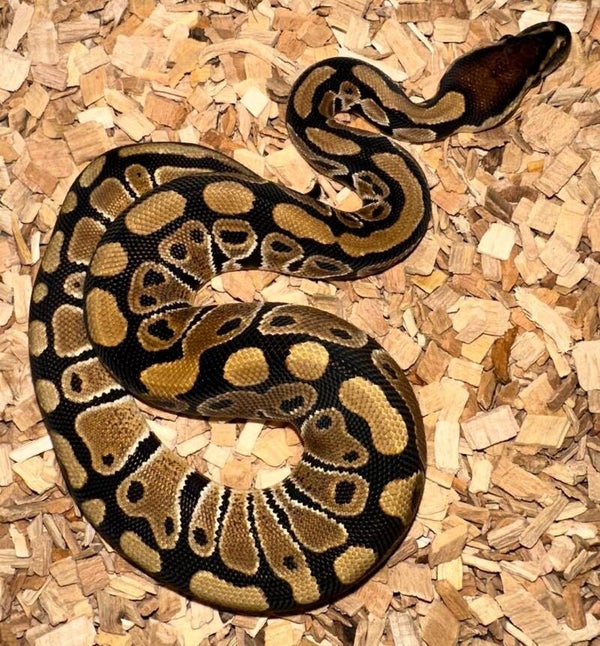 Königspython "Classic Het Piebald" NZ 2025