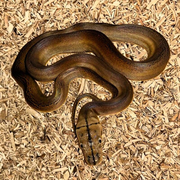 Netzpython "Golden Child" NZ 2025