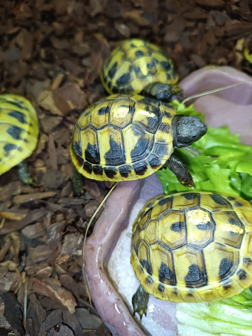 Griechische Landschildkröte (THB) NZ 2025