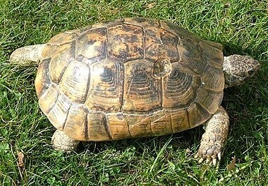 Maurische Landschildkröte (TG) NZ 2025