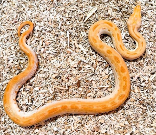 Tigerpython "Green Albino" NZ 2025