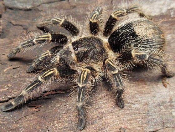 Grammostola Pulchripes Ca.5cm KL