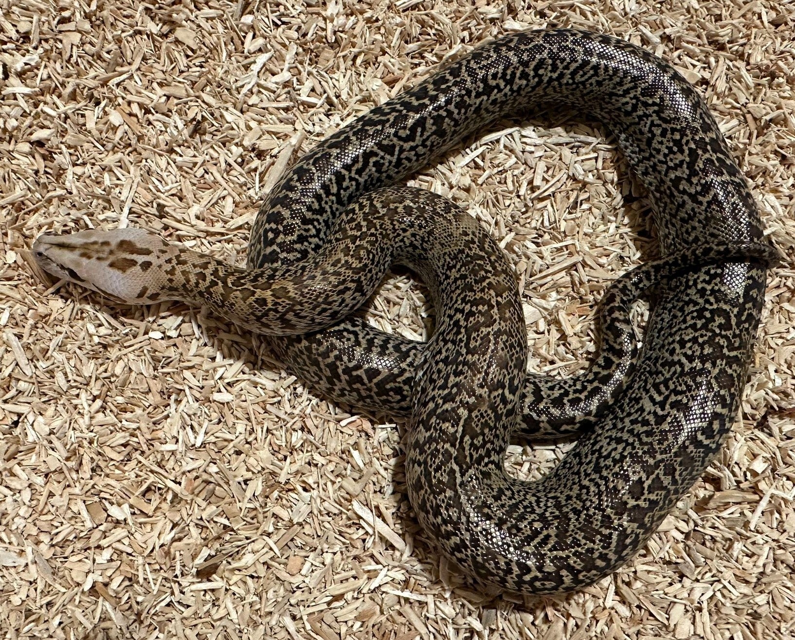 Tigerpython "Granit Het. Albino" NZ 2025