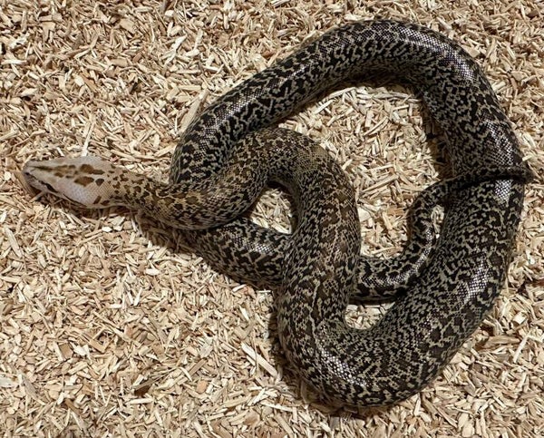 Tigerpython "Granit Het Albino" NZ 2025