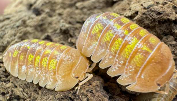 Armadillidum Granulatum "Orange" Asseln 12 Stk